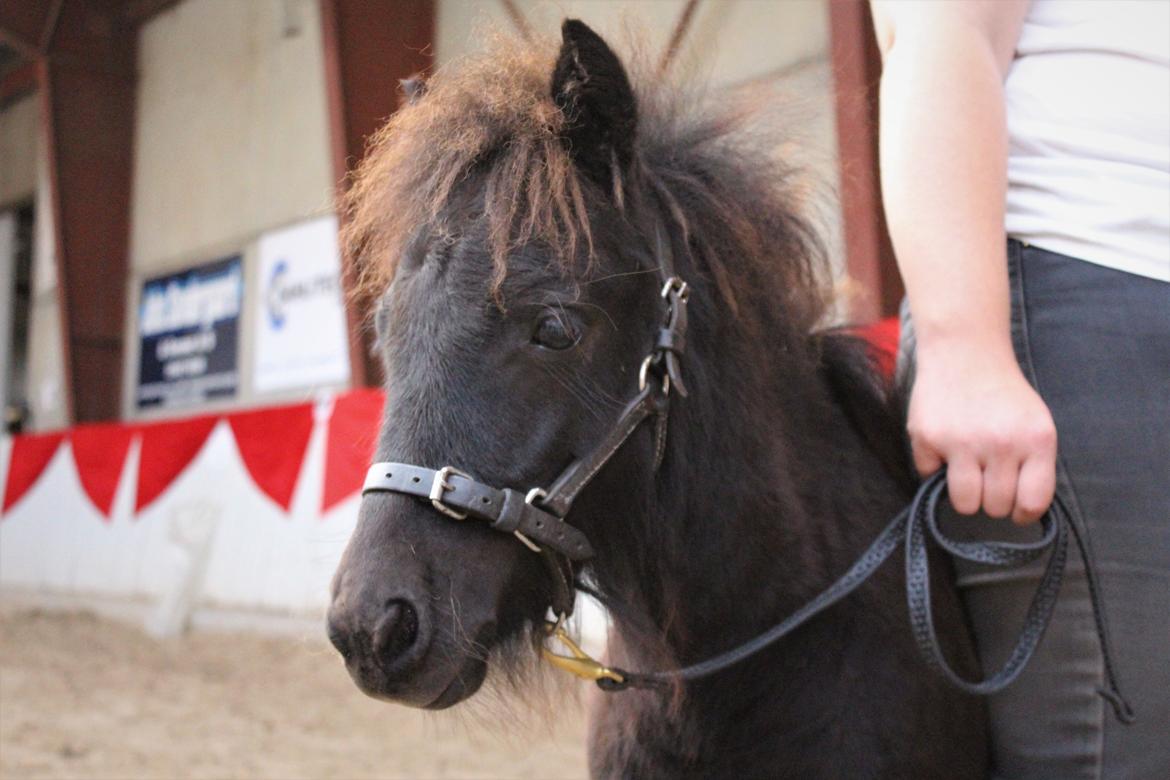 Shetlænder Veldt's Hope of Dreams  billede 13