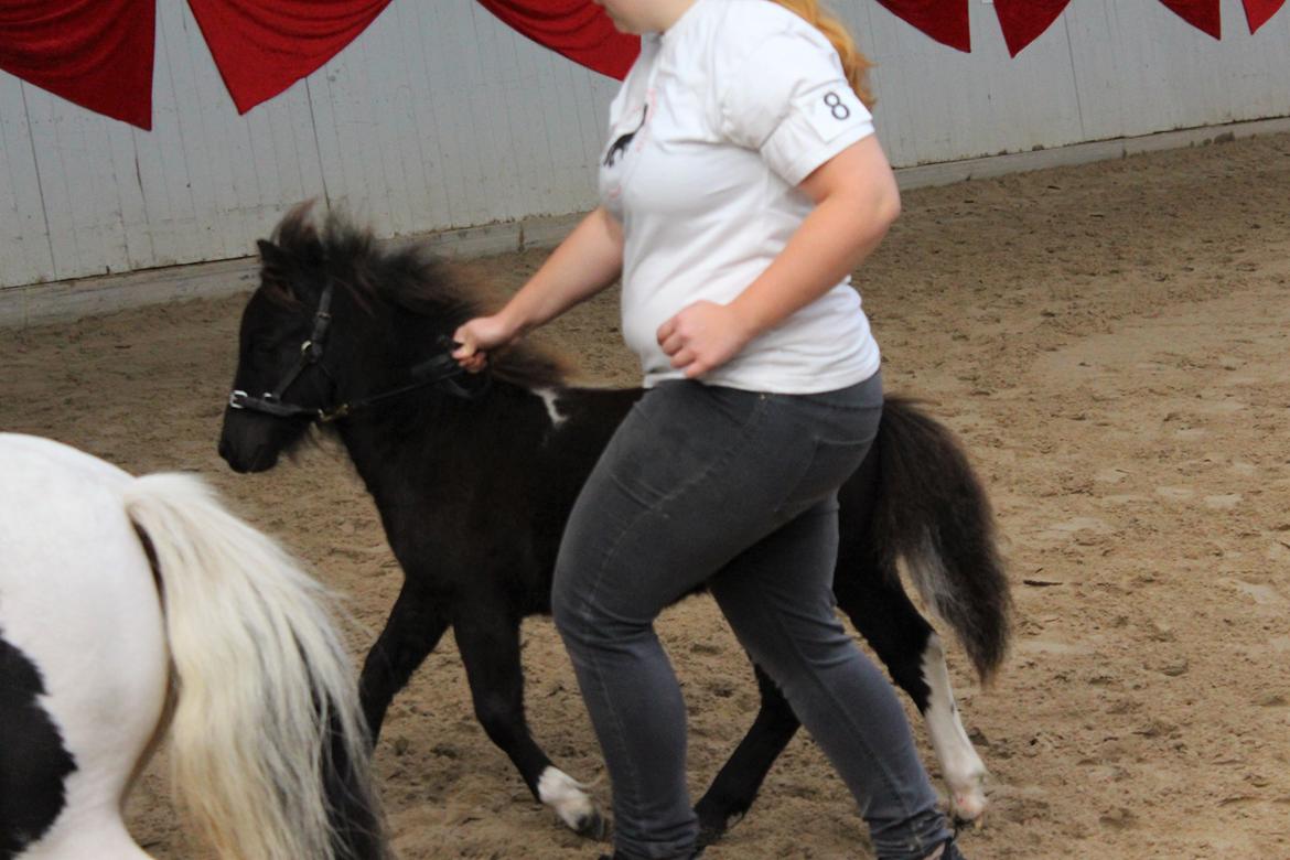 Shetlænder Veldt's Hope of Dreams  billede 14