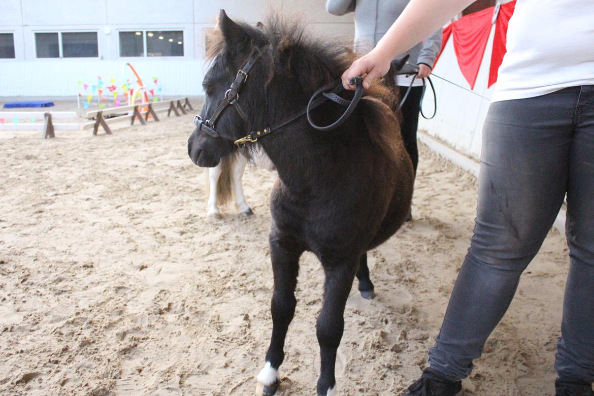 Shetlænder Veldt's Hope of Dreams  billede 12