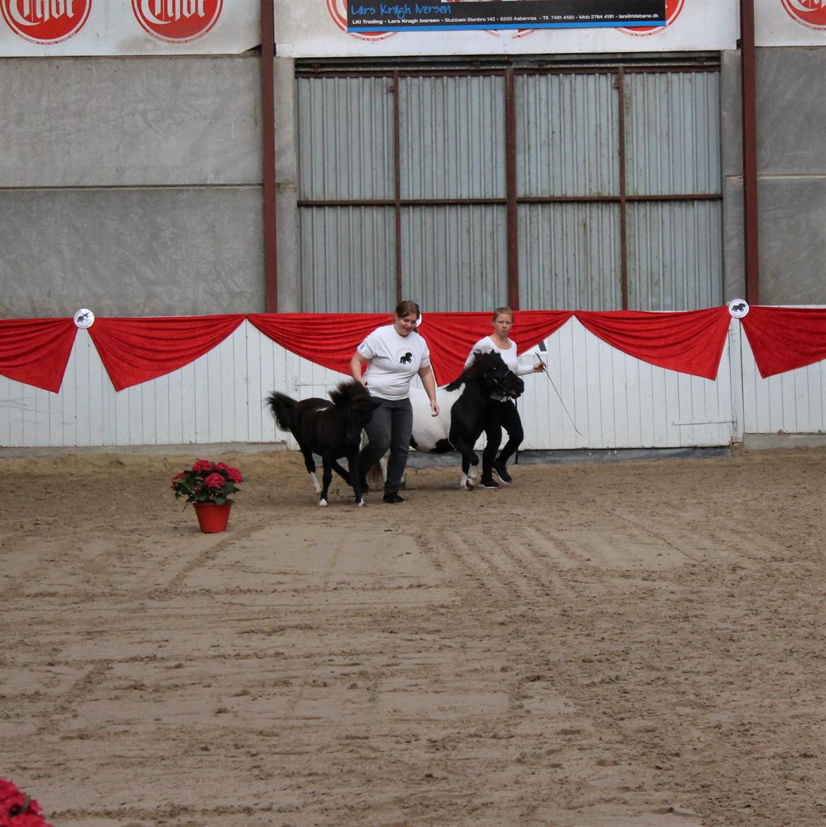 Shetlænder Veldt's Hope of Dreams  billede 15