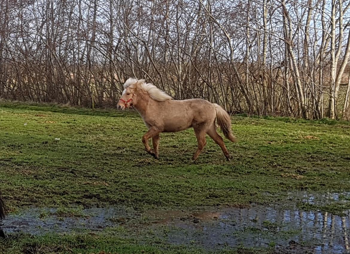 Islænder Ósk fra Haldgården SOLGT billede 11