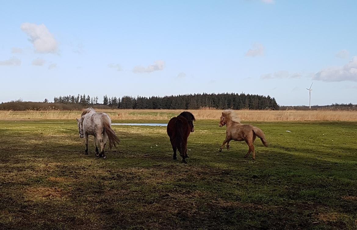 Islænder Ósk fra Haldgården SOLGT billede 13