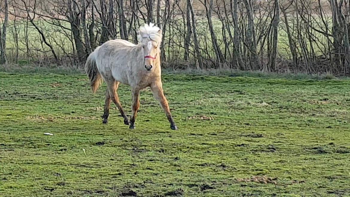Islænder Ósk fra Haldgården SOLGT billede 14