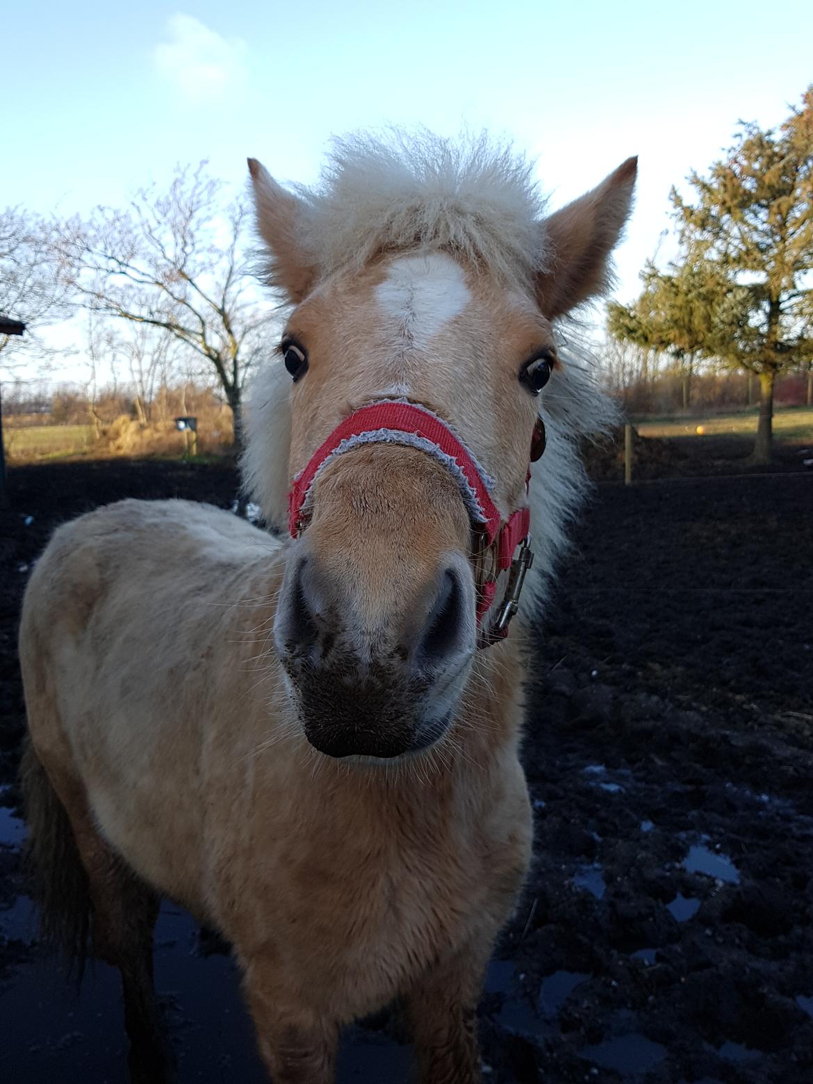 Islænder Ósk fra Haldgården SOLGT billede 9