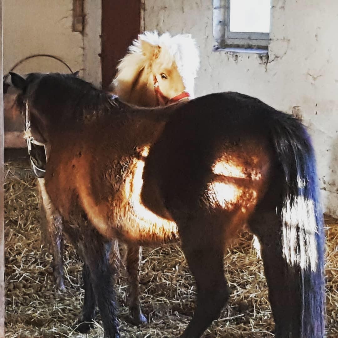 Islænder Ósk fra Haldgården SOLGT billede 16