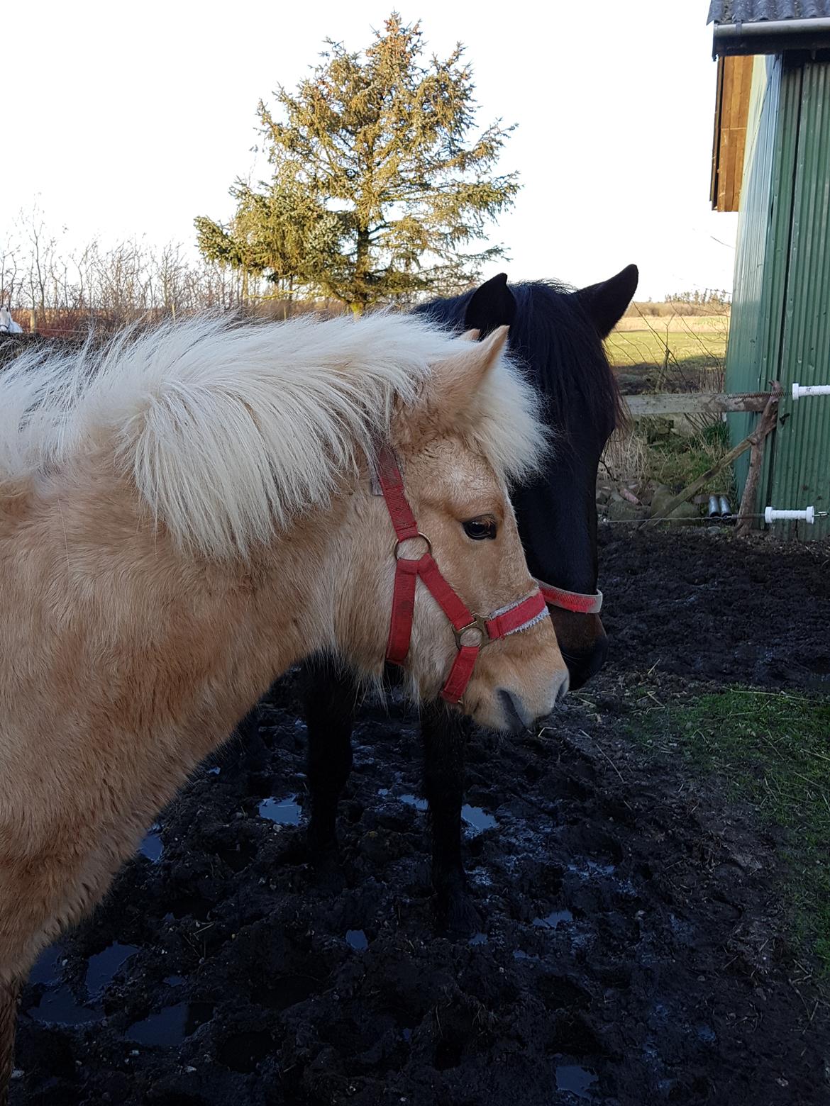 Islænder Ósk fra Haldgården SOLGT billede 12
