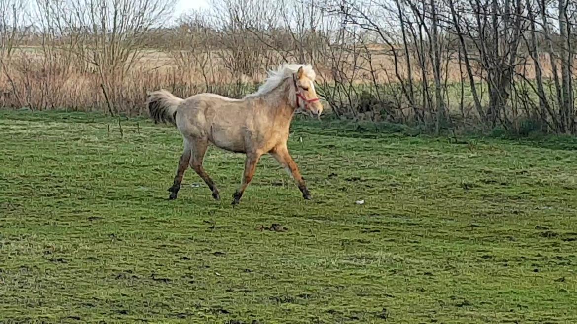 Islænder Ósk fra Haldgården SOLGT billede 10