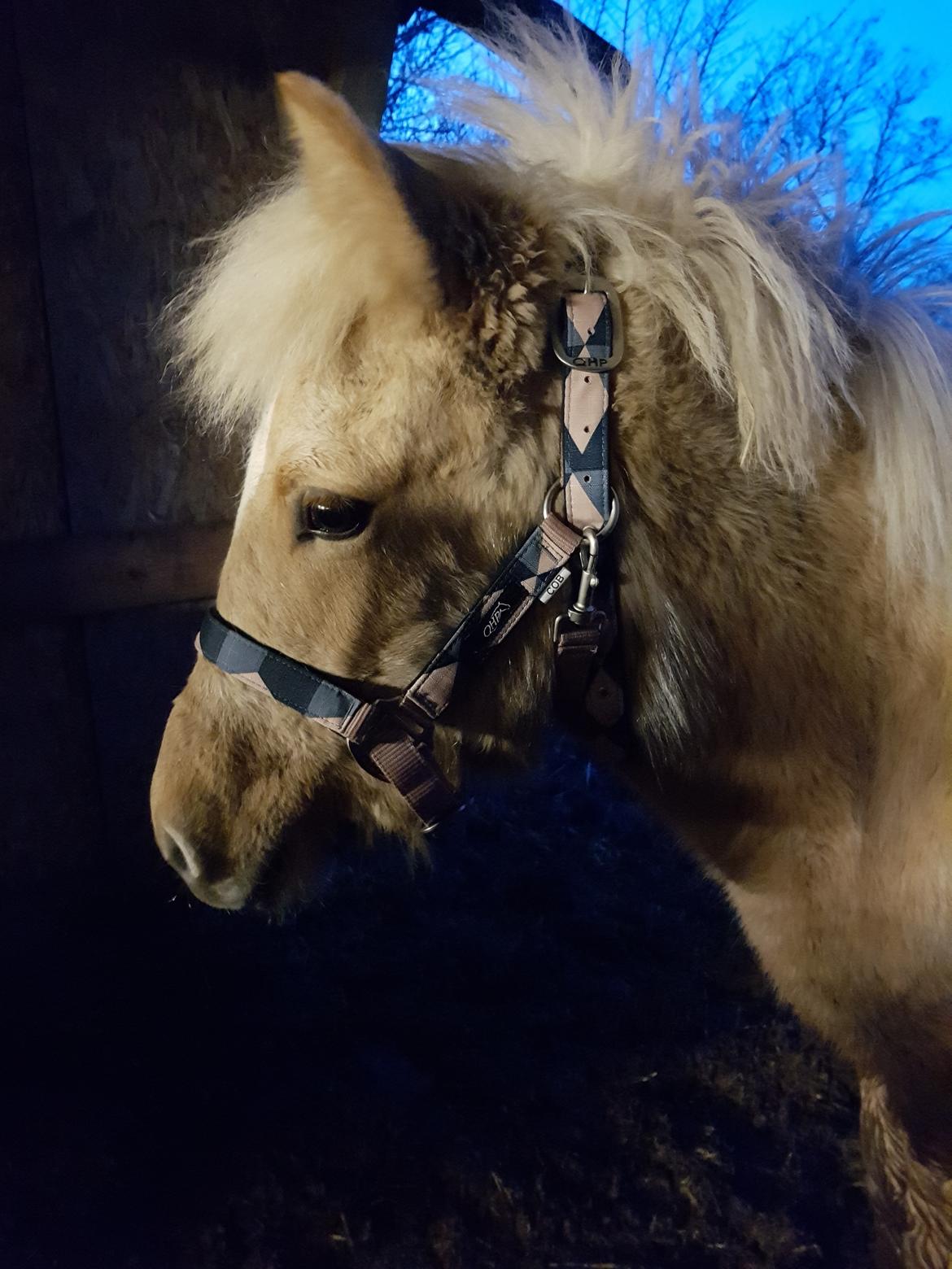 Islænder Ósk fra Haldgården SOLGT billede 15