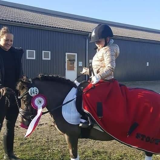 Shetlænder Skovlundens lea billede 1