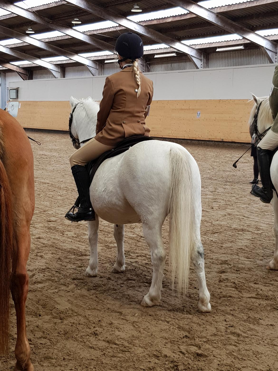 Welsh Mountain (sec A) Fakla Joy billede 10