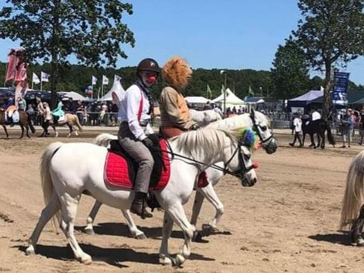 Welsh Mountain (sec A) Fakla Joy billede 11