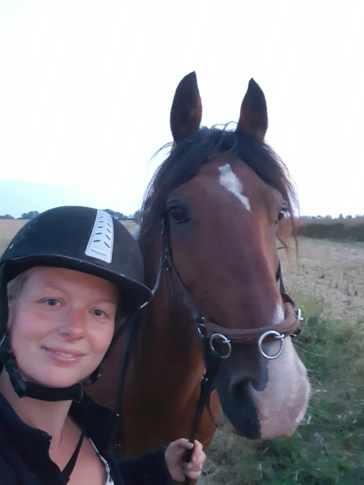 Welsh Cob (sec D) Lillelunds D'Artagnan billede 15