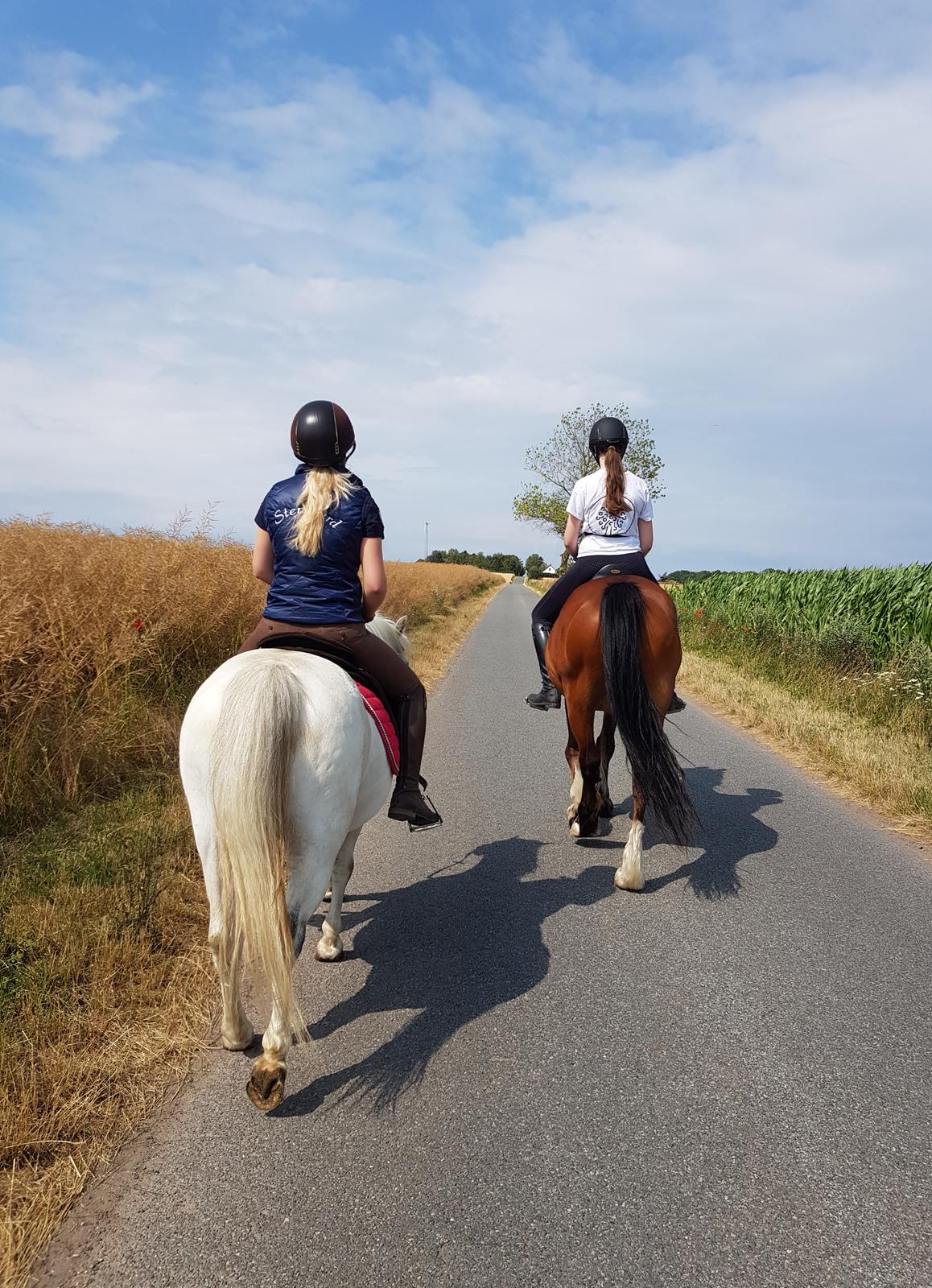 Welsh Cob (sec D) Lillelunds D'Artagnan billede 18