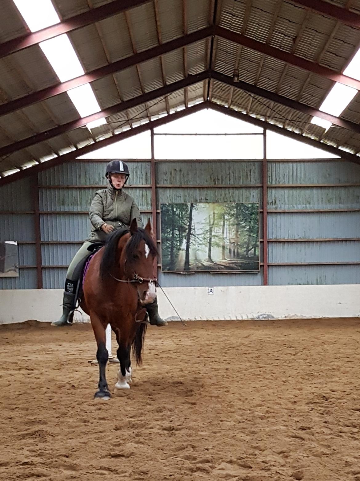 Welsh Cob (sec D) Lillelunds D'Artagnan billede 19