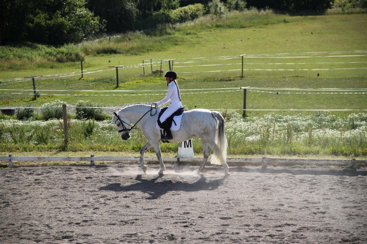 Connemara Hedegårdens Isabella billede 16