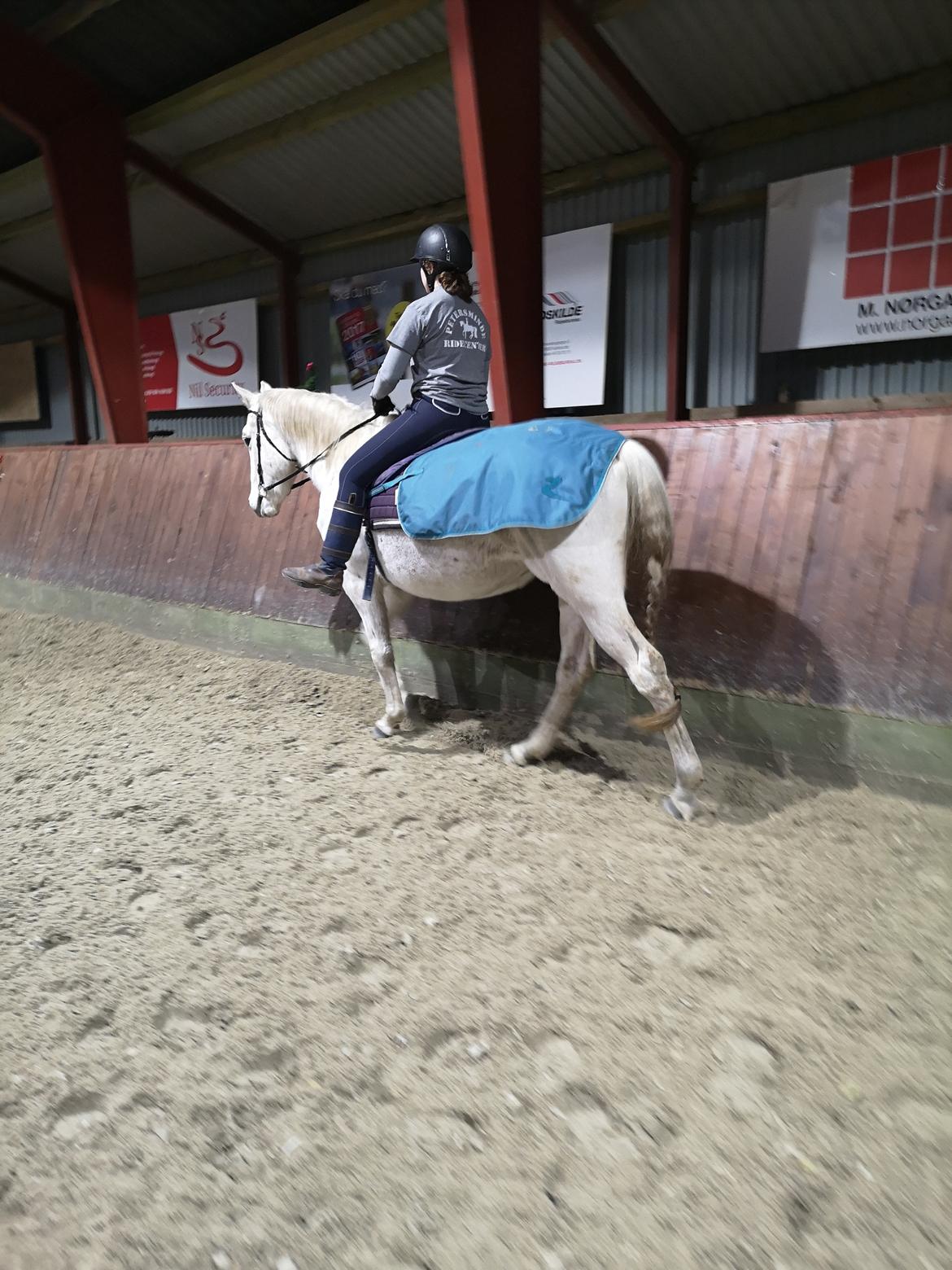 Trakehner I Bella billede 27