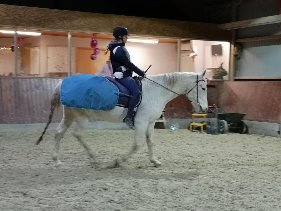 Trakehner I Bella billede 31