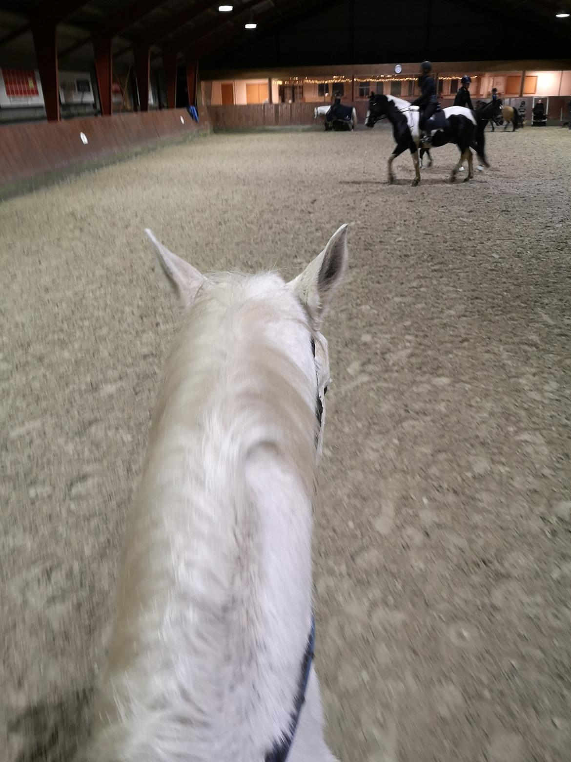 Trakehner I Bella billede 28