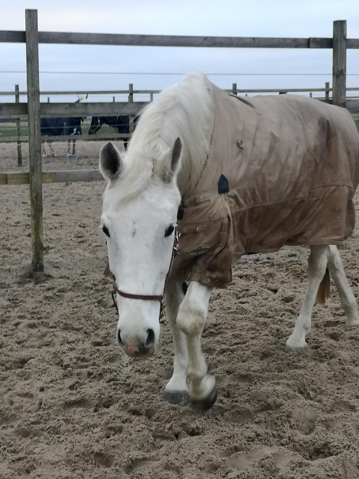 Trakehner I Bella billede 30