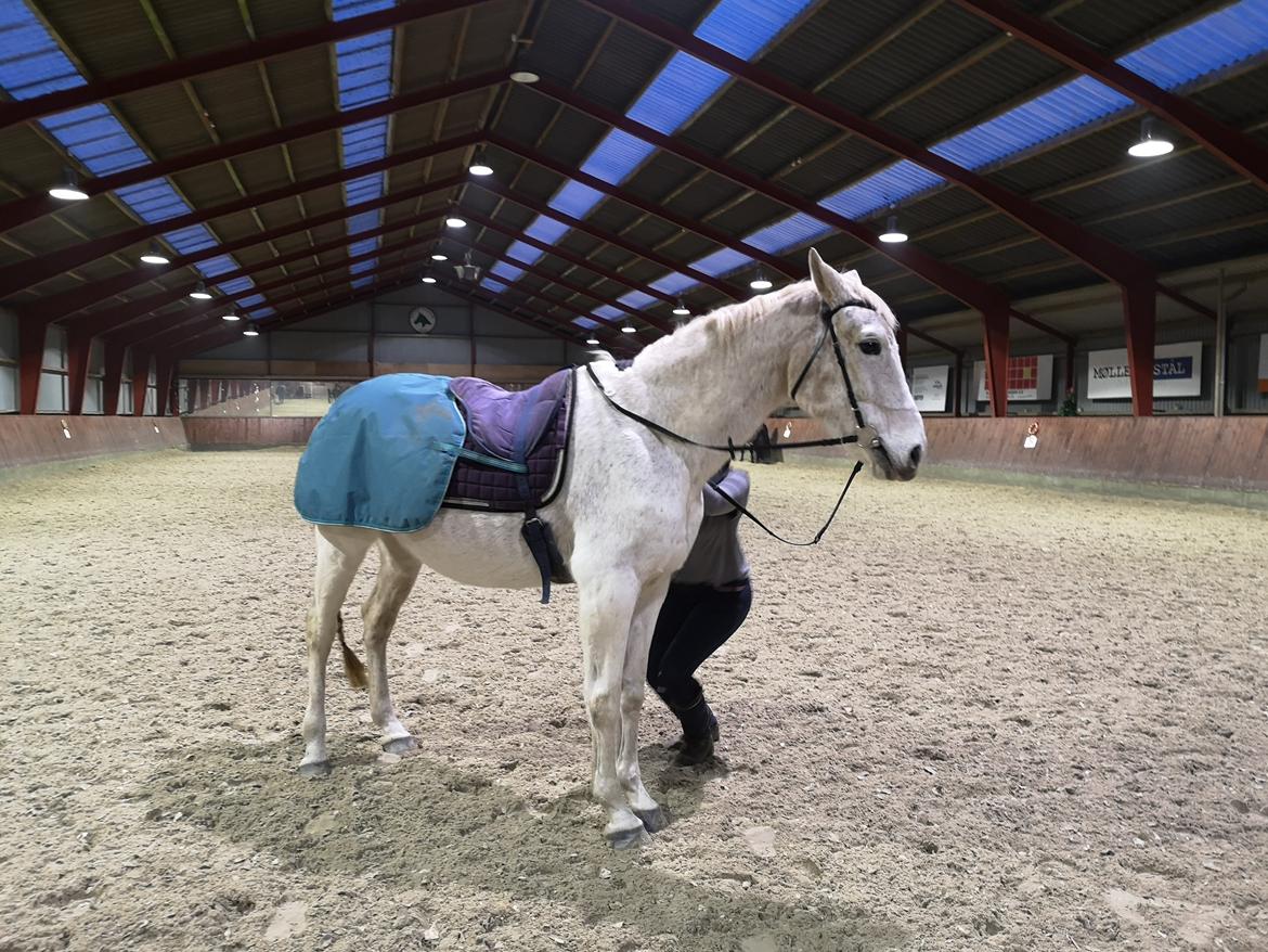 Trakehner I Bella billede 29