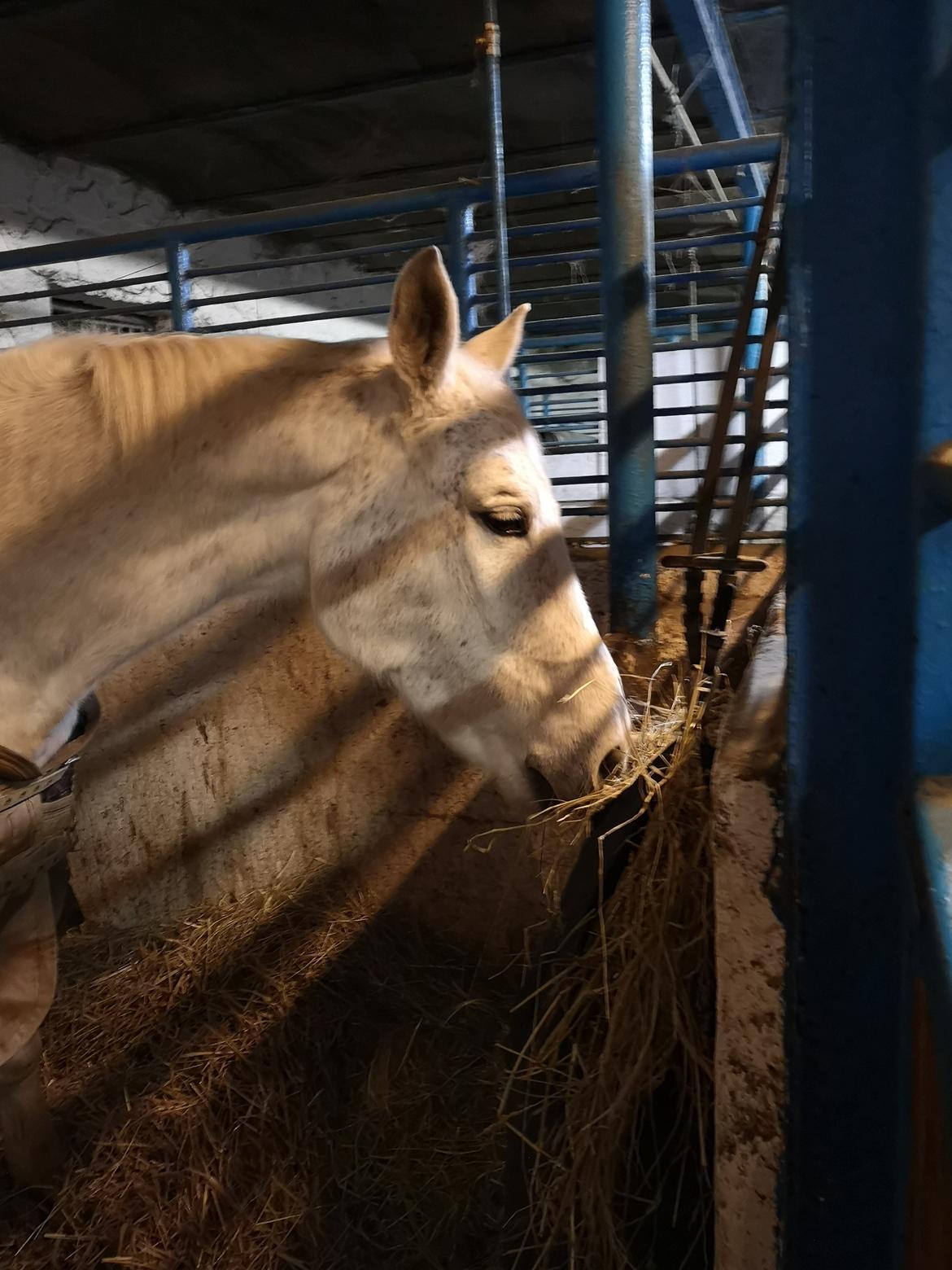 Trakehner I Bella billede 32