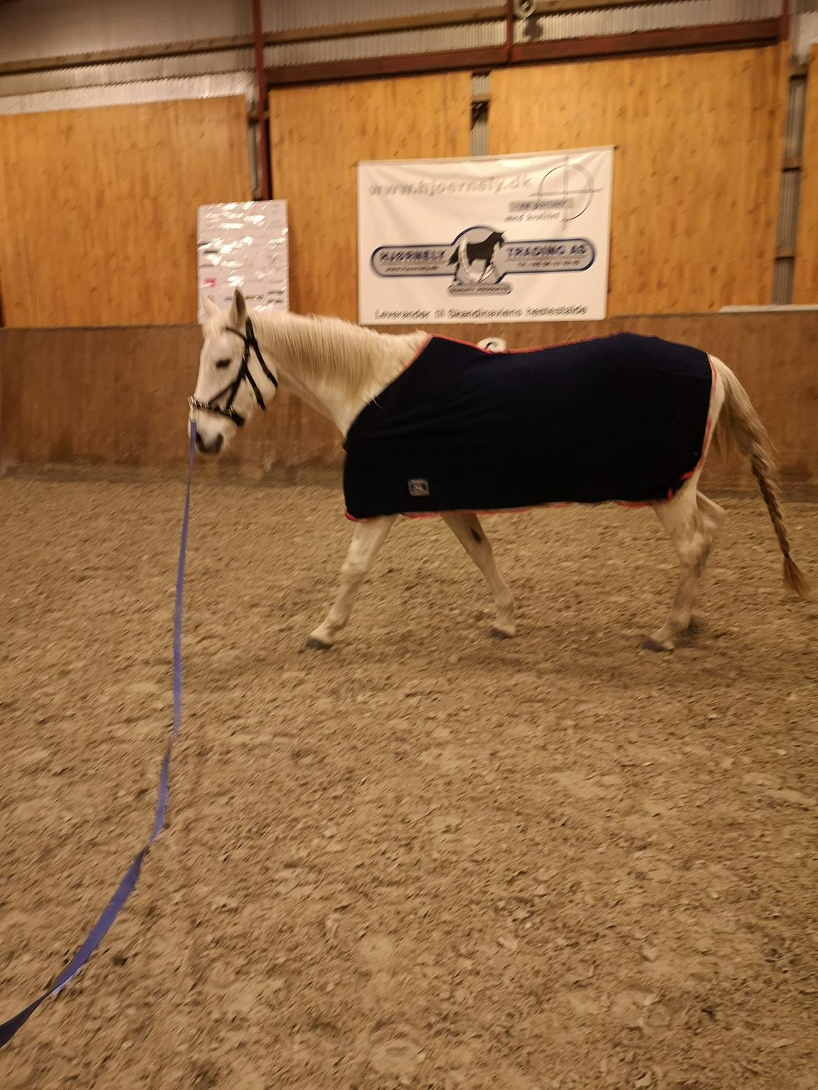 Trakehner I Bella billede 34