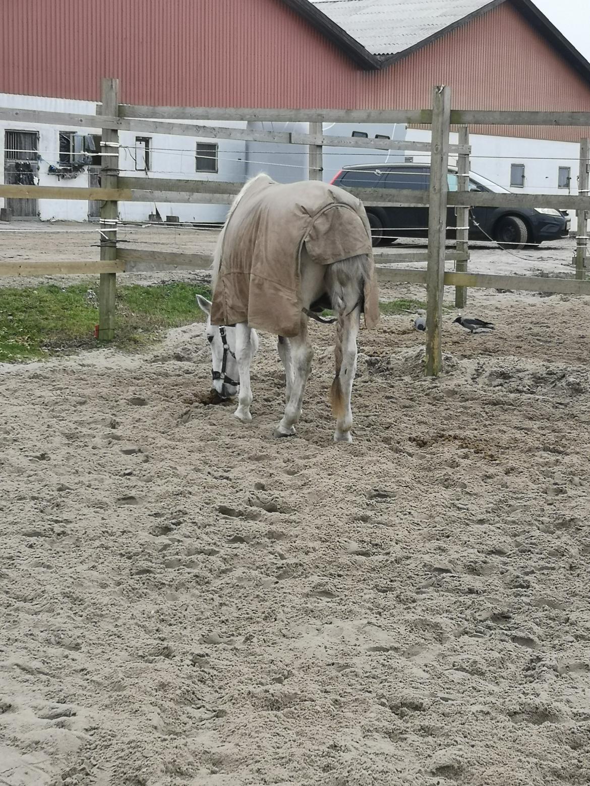 Trakehner I Bella billede 33