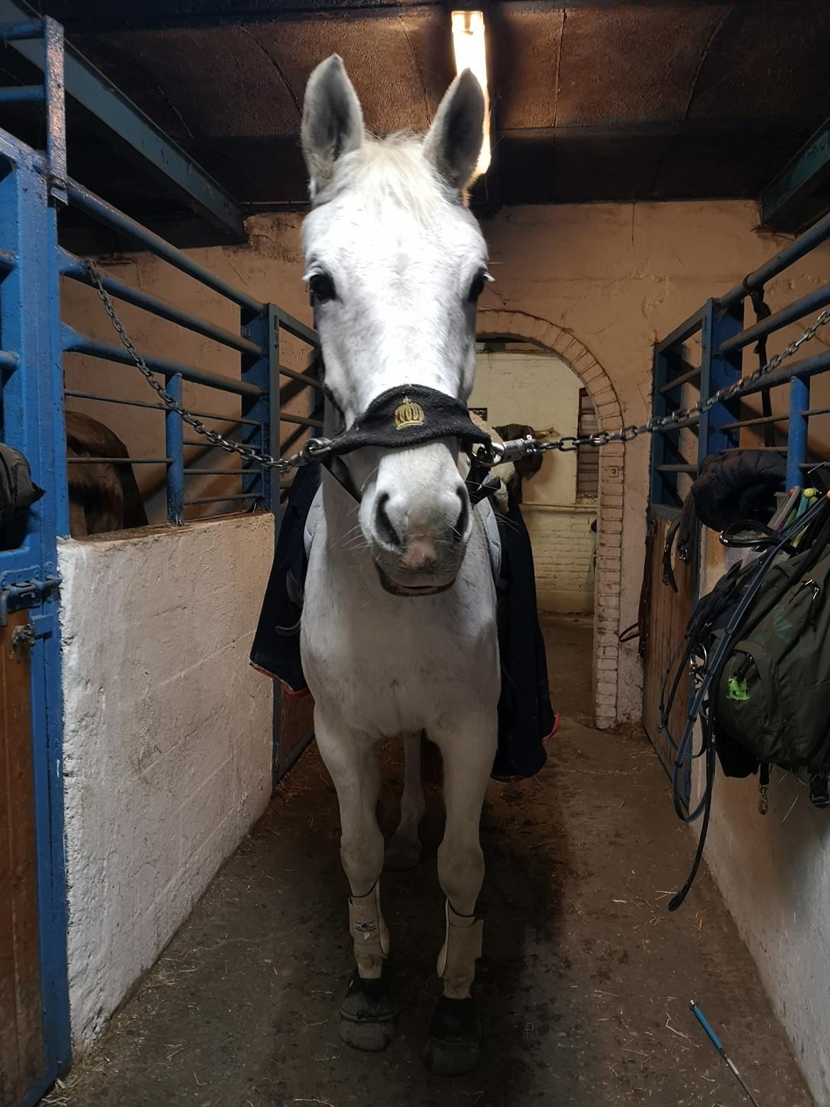 Trakehner I Bella billede 35