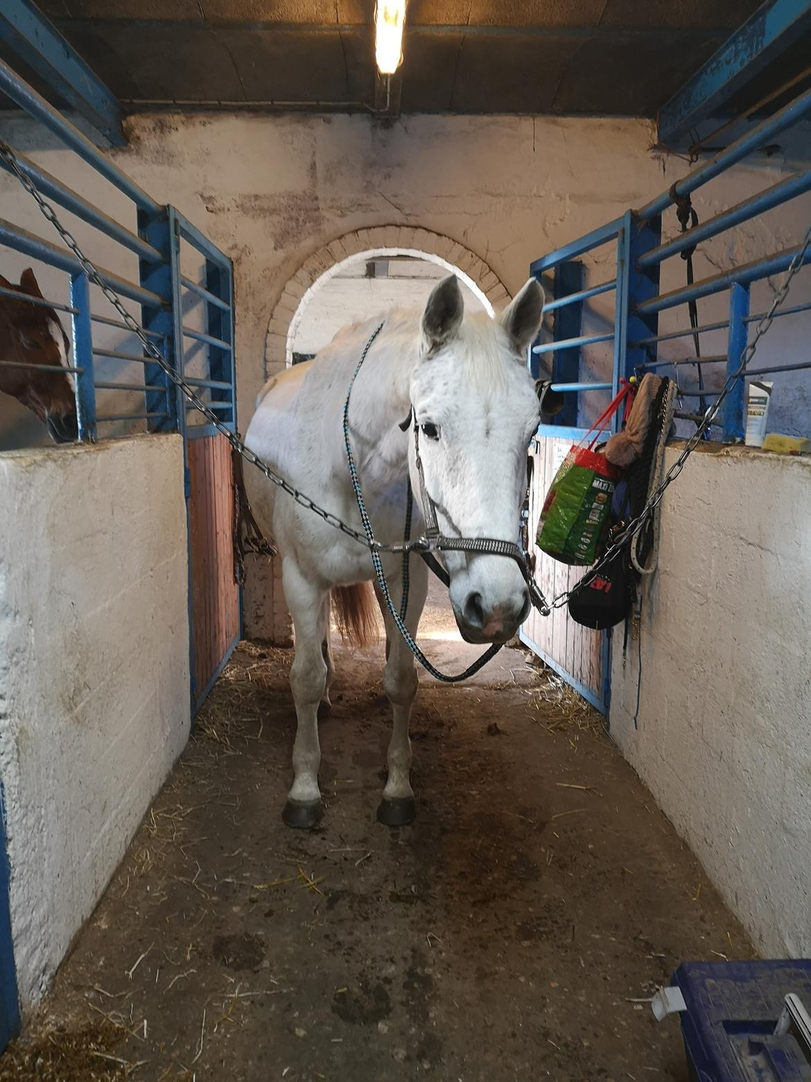 Trakehner I Bella billede 36