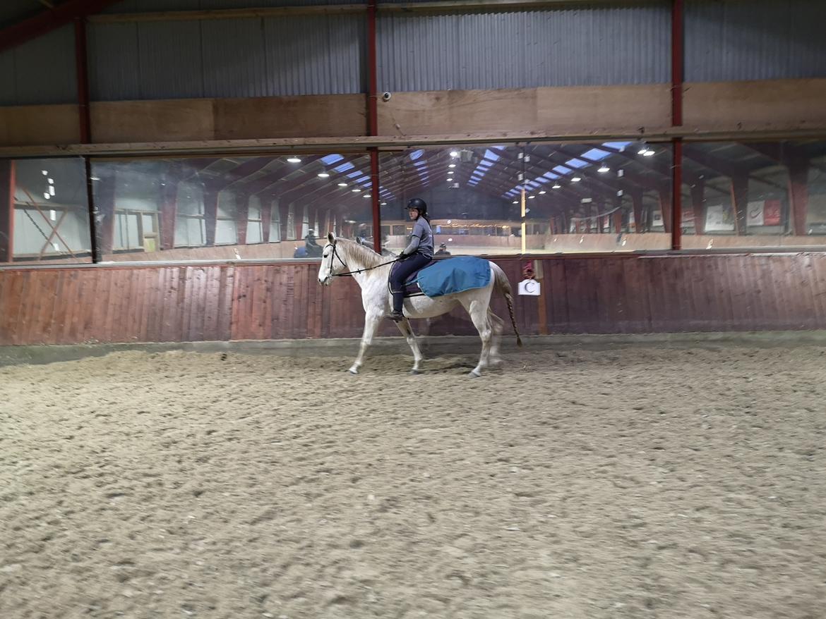 Trakehner I Bella billede 38