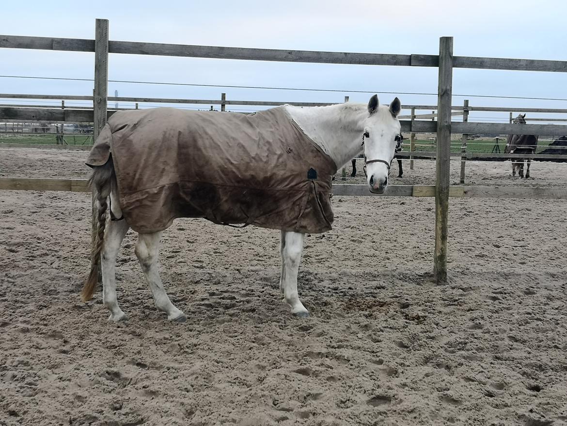 Trakehner I Bella billede 37