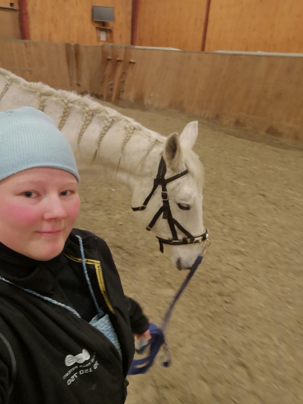 Trakehner I Bella billede 39