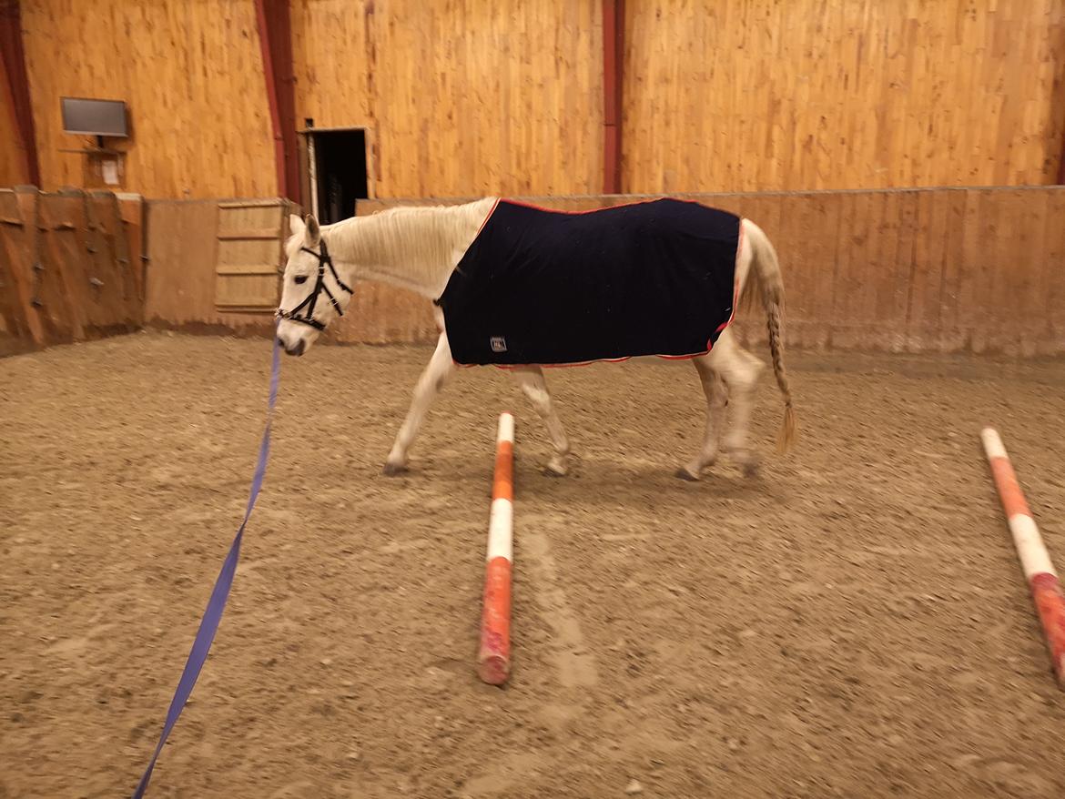 Trakehner I Bella billede 40