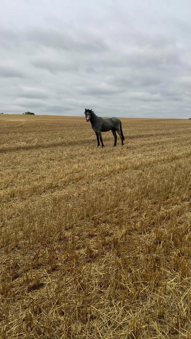 Welsh Mountain (sec A) Stensgaards Jolene billede 16