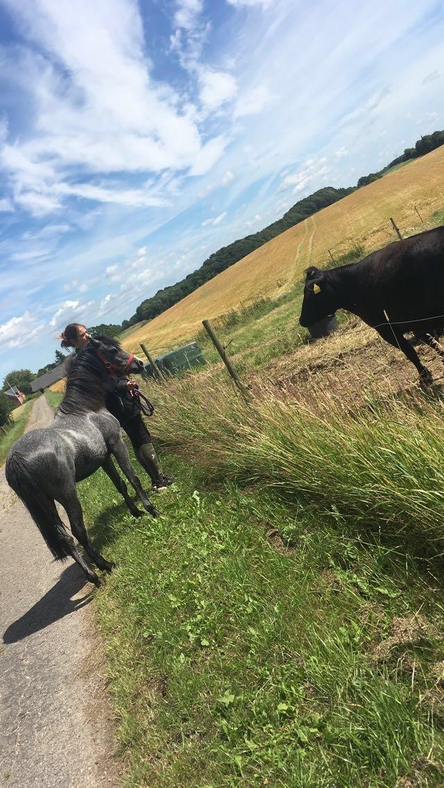 Welsh Mountain (sec A) Stensgaards Jolene billede 17