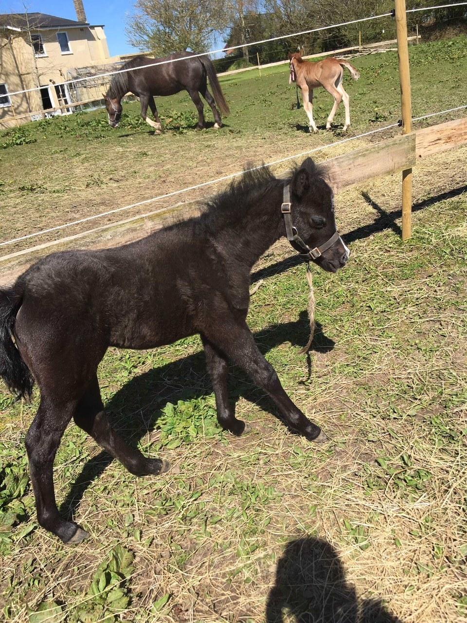Welsh Mountain (sec A) Stensgaards Jolene billede 19