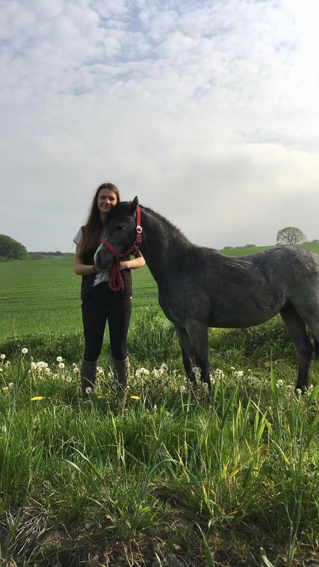 Welsh Mountain (sec A) Stensgaards Jolene billede 18