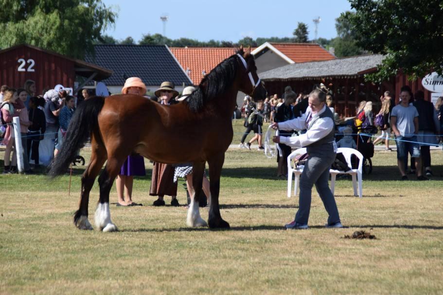 Welsh Cob (sec D) Lillelunds D'Artagnan billede 17