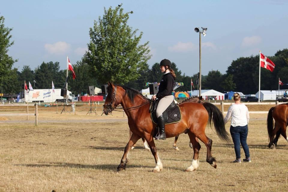 Welsh Cob (sec D) Lillelunds D'Artagnan billede 20