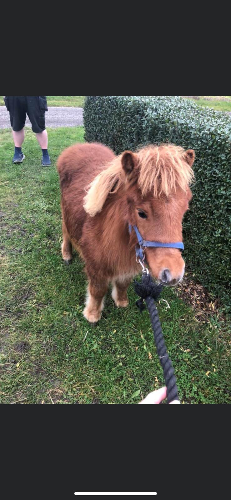 Shetlænder Skovbrynets hügo billede 1
