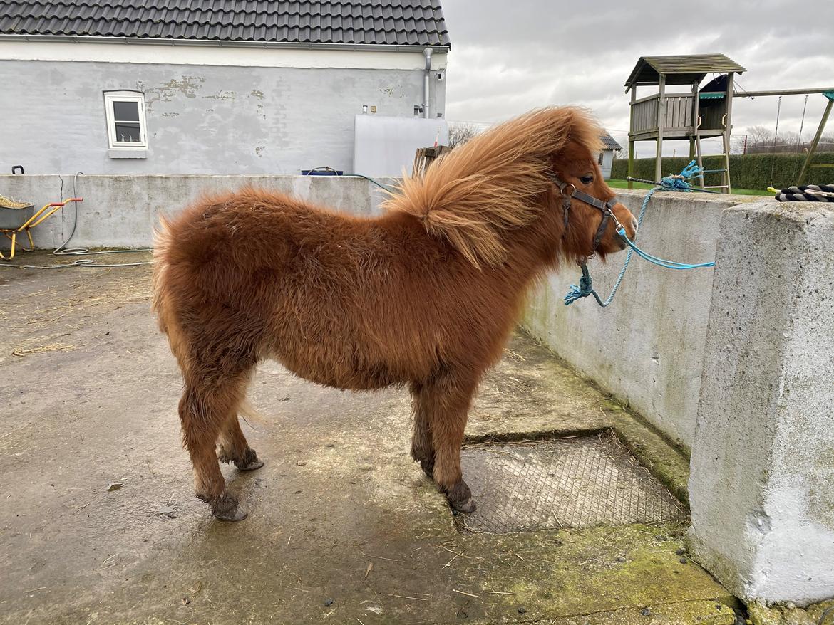 Shetlænder Skovbrynets hügo billede 2