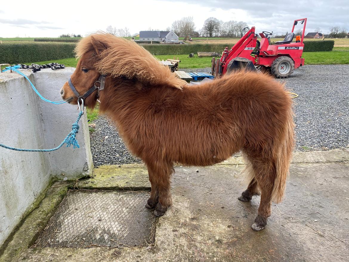 Shetlænder Skovbrynets hügo billede 3