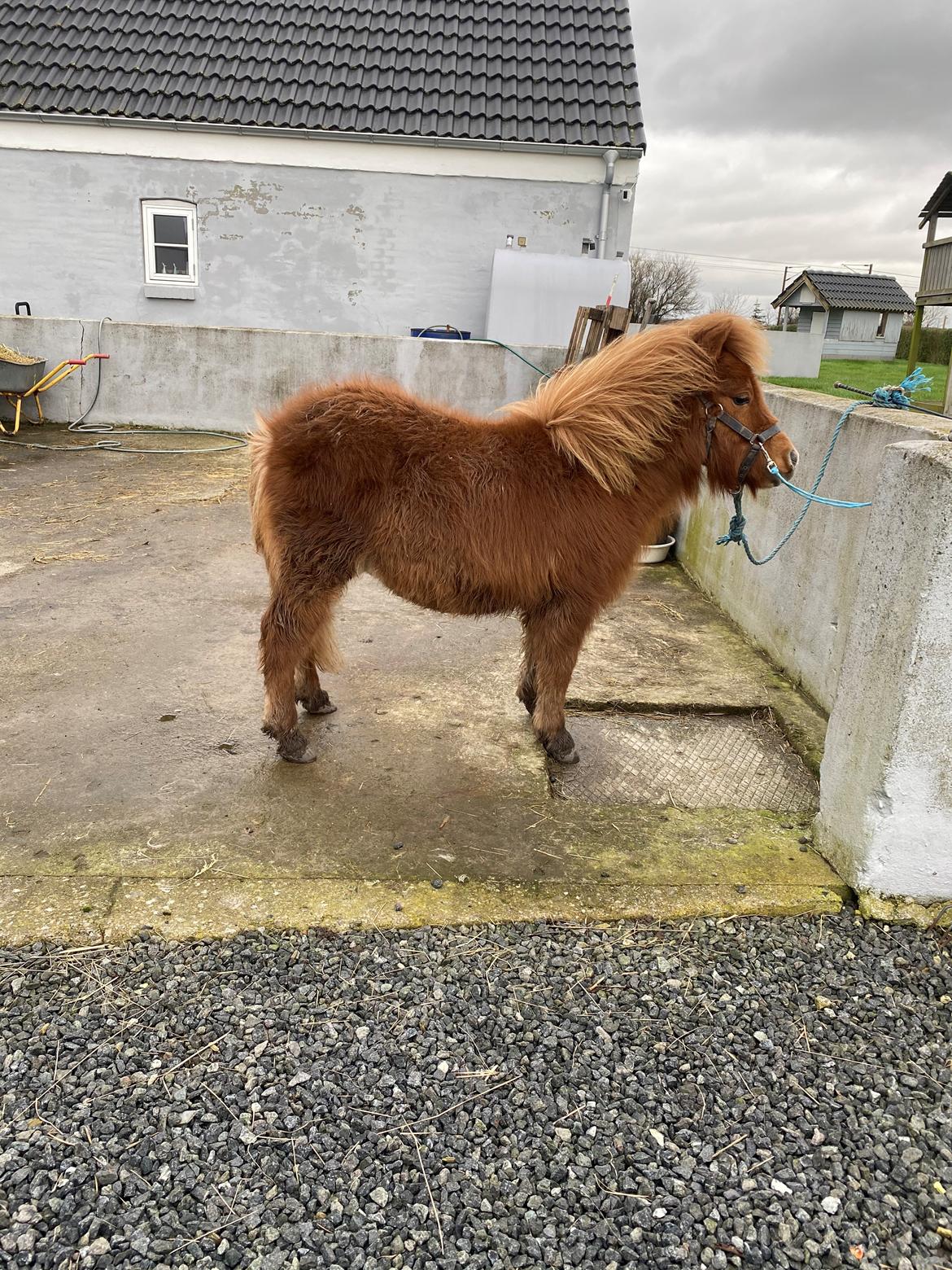 Shetlænder Skovbrynets hügo billede 4