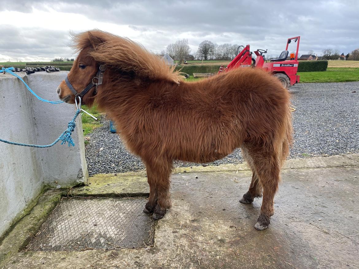Shetlænder Skovbrynets hügo billede 5