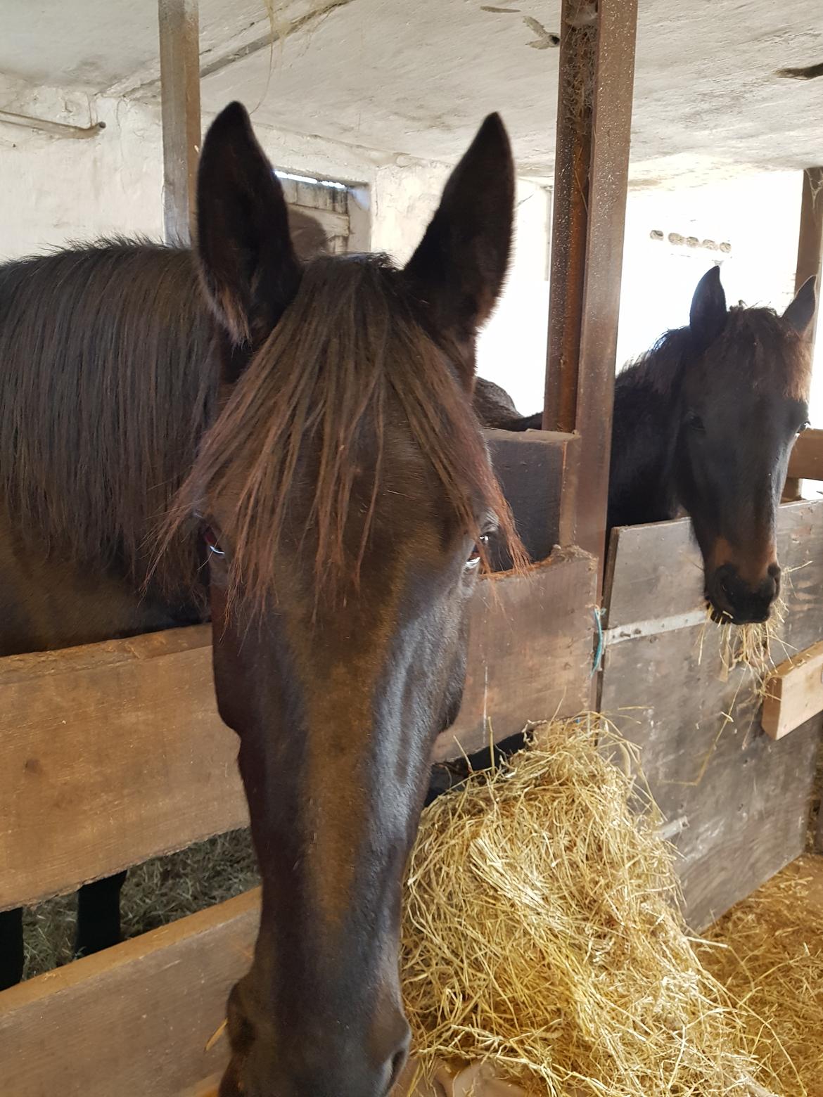 Traver Tojo  billede 13