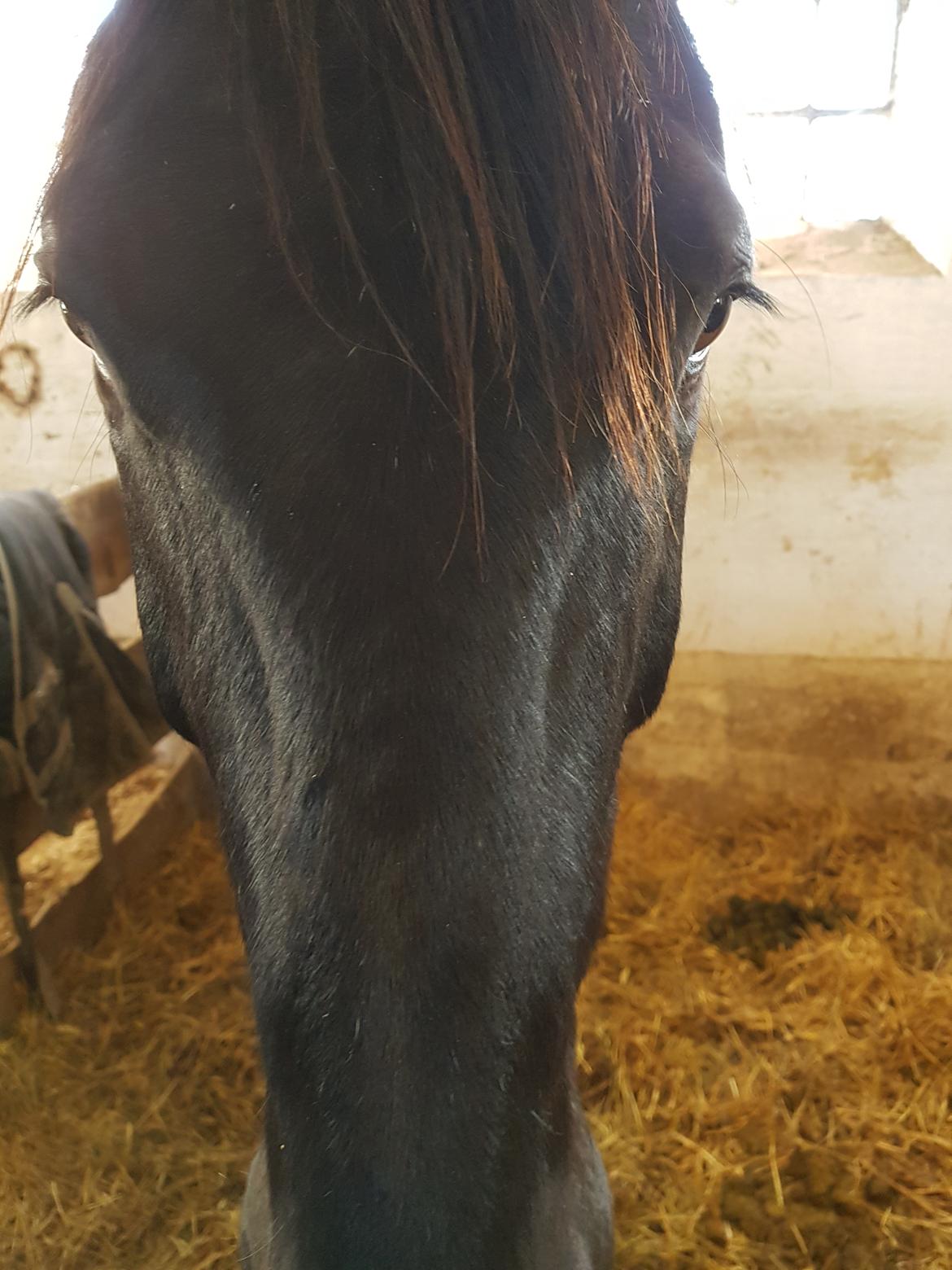 Traver Tojo  billede 11