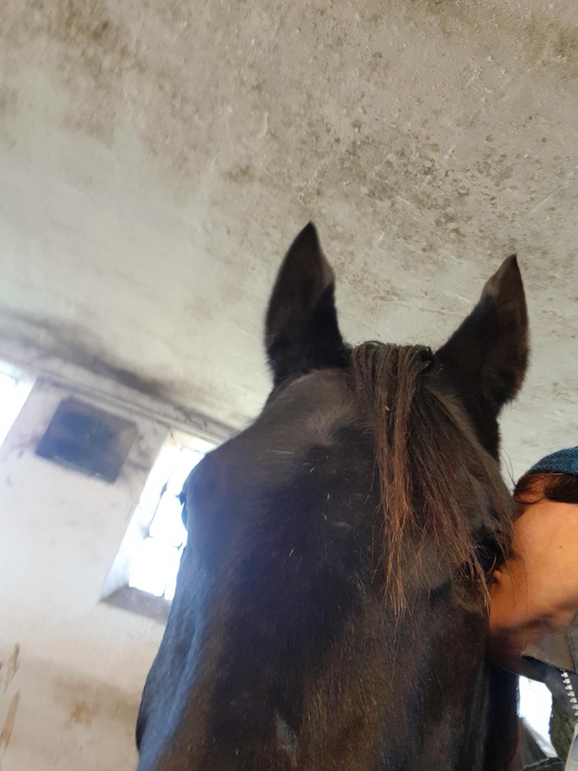 Traver Tojo  billede 12