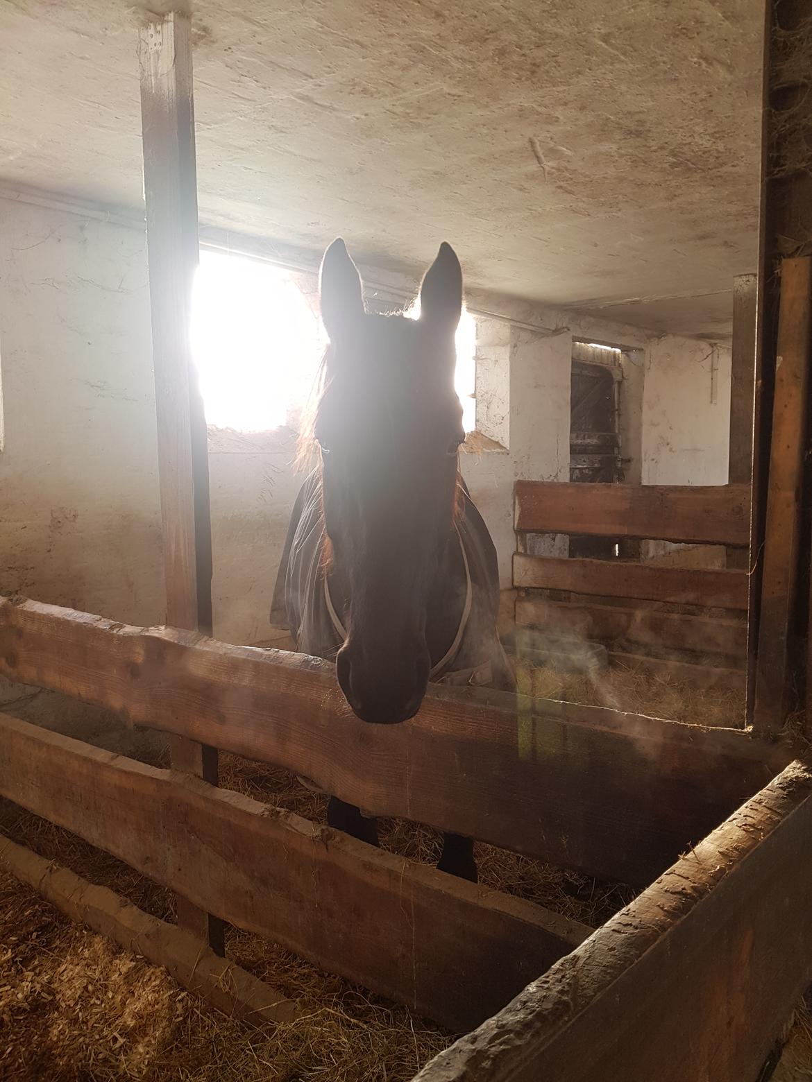 Traver Tojo  billede 1