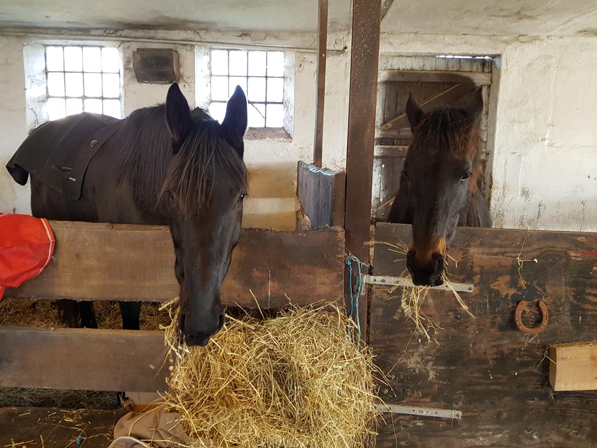 Traver Tojo  billede 14