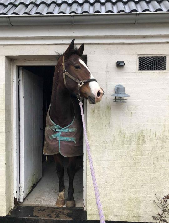 Anden særlig race Marguerit's nemo billede 16